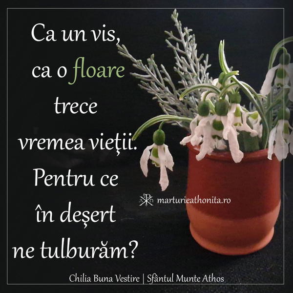 Ca un vis ca o floare 4