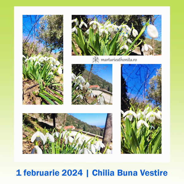 Ghiocei 01 febr 2024