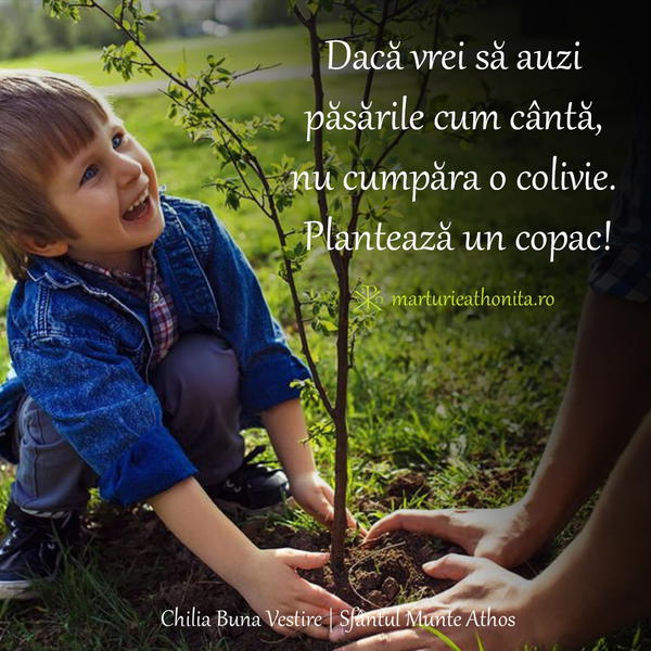 Planteaza un copac