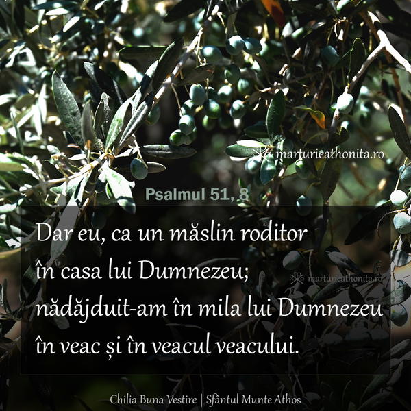 Psalmul 51 8 eu ca un maslin roditor