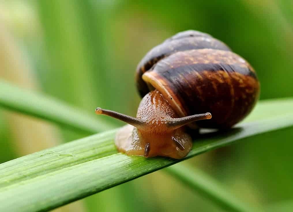 Precum Melcul Chilia Buna Vestire 